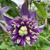 Clematita Taiga