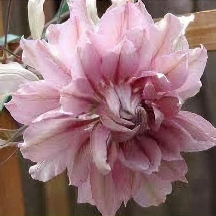 Clematita Violet Elizabeth