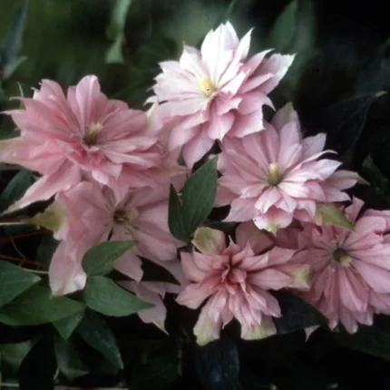 Clematita Violet Elizabeth