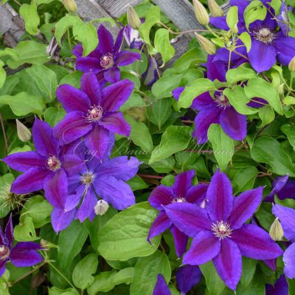 Clematita Wildfire