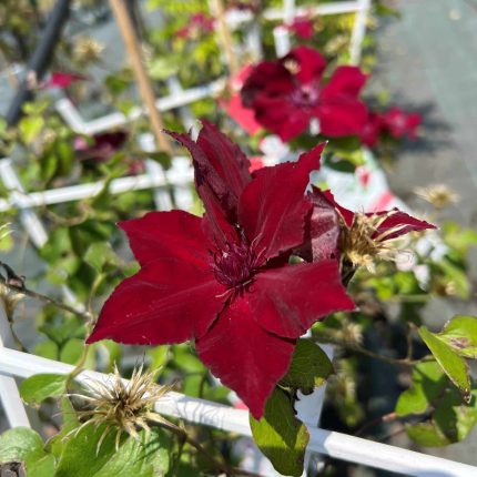 Clematita Nubia Boulevard