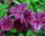 Clematita Akaishi-2L