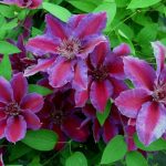 Clematita Akaishi-2L