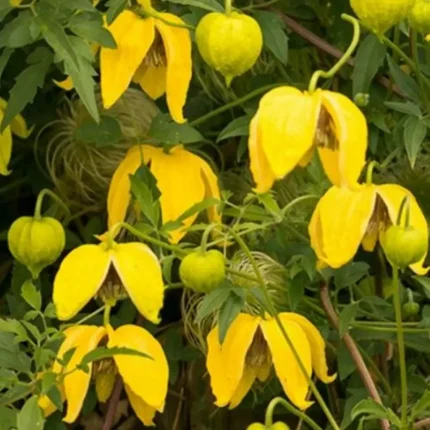 Clematita Bill MacKenzie GT