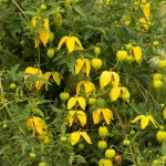 Clematita Bill MacKenzie GT