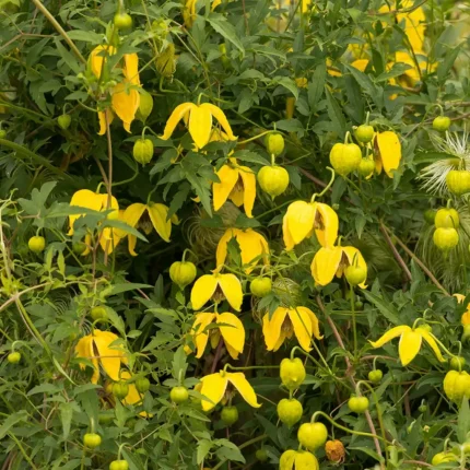 Clematita Bill MacKenzie GT