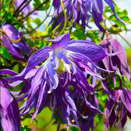 Clematita Blue Surprise
