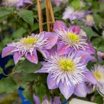 Clematita Crystal Fountain Regal
