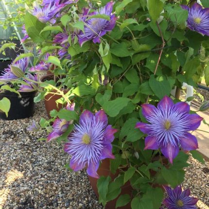 Clematita Crystal Fountain Regal