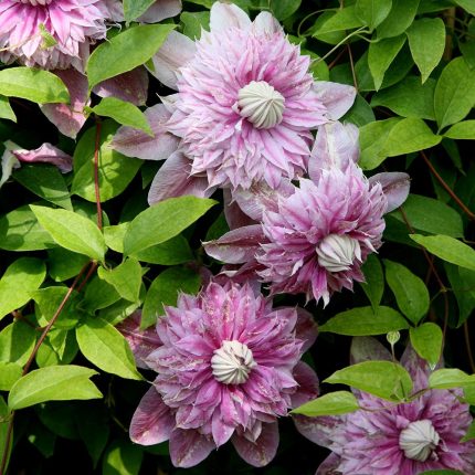 Clematita Josephine Regal