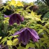 Clematita LUMINOUS® DUSK