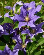 Clematita Olympia Boulevard