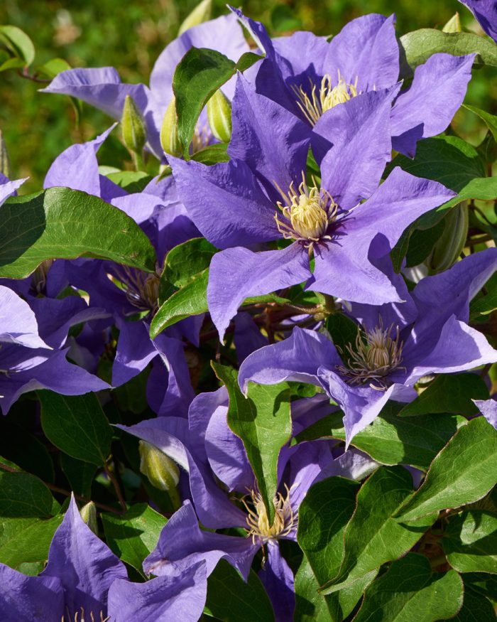 Clematita Olympia Boulevard