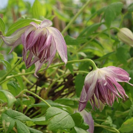 Clematita Pink Surprise