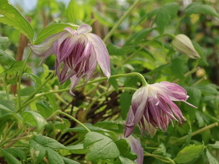 Clematita Pink Surprise