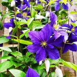 Clematite Moniuszko