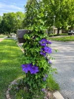Clematite Moniuszko