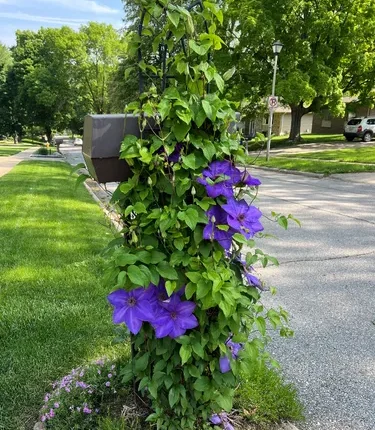 Clematite Moniuszko