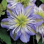 Clematita Crystal Fountain Regal