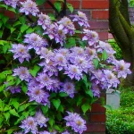 Clematita Crystal Fountain Regal