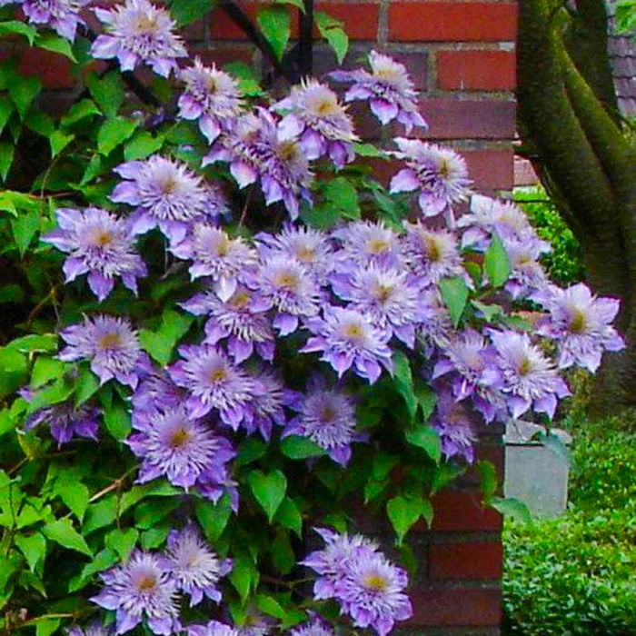 Clematita Crystal Fountain Regal