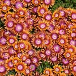 Delosperma SUNDELLA® Apricot-2L