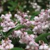Deutzia Pride of Rochester-parfumata