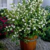 Deutzia crenata Pride of Rochester
