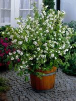Deutzia crenata Pride of Rochester