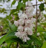 Deutzia  Pride of Rochester-parfumata-2L - imagine 3