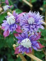 Clematita Diamantina Regal