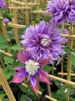 Clematita Diamantina Regal