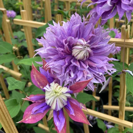 Clematita Diamantina Regal