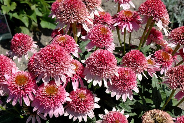 Echinacea 'Butterfly Kisses' -3L-livrarea din martie - imagine 3