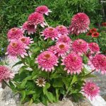 Echinacea 'Butterfly Kisses' -3L-livrarea din martie