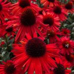 Echinacea 'Fountain Red'-3L -livrarea din martie