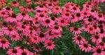 Echinacea 'Glowing Dream'