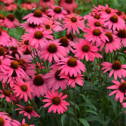 Echinacea 'Glowing Dream'