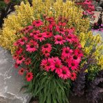 Echinacea 'Glowing Dream'