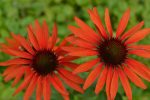 Echinacea 'Hot Lava'