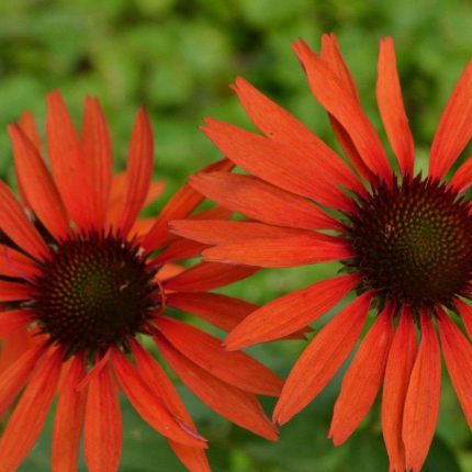 Echinacea 'Hot Lava'
