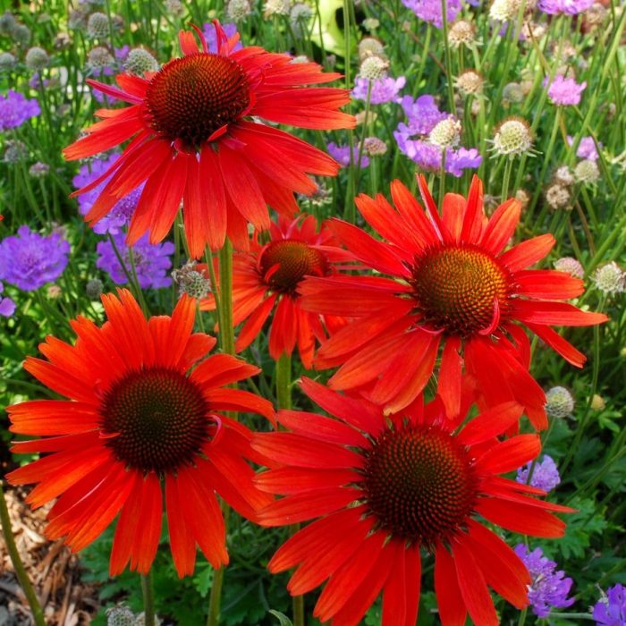 Echinacea 'Hot Lava' -3L-livrarea din aprilie - imagine 2