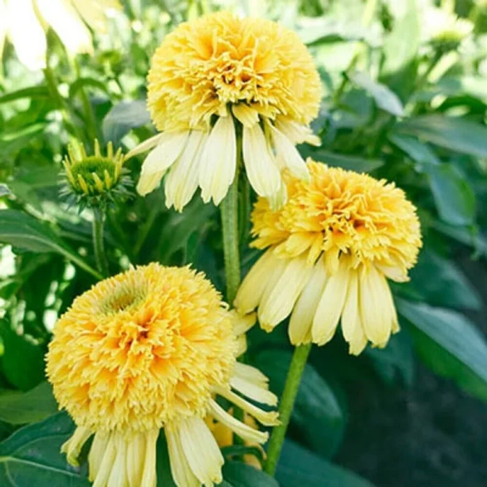 Echinacea 'Lemon Drop'
