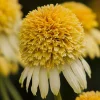 Echinacea 'Lemon Drop'