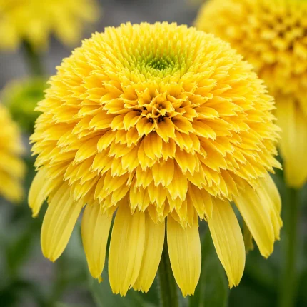 Echinacea 'Lemon Drop'