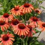 Echinacea 'Meditation Orange' -3L-livrarea din aprilie