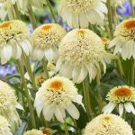 Echinacea 'Milkshake'