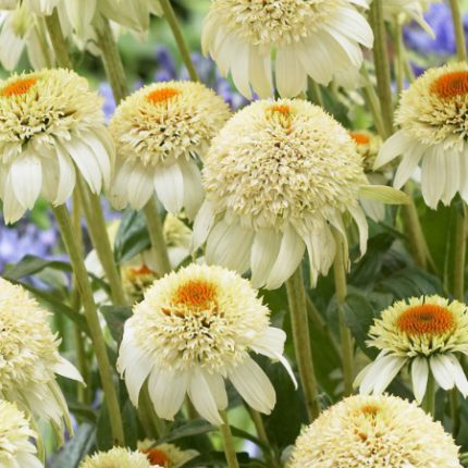 Echinacea 'Milkshake'