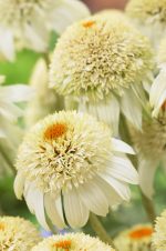 Echinacea 'Milkshake'