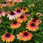 Echinacea 'Rainbow Marcella' -3L-livrarea din aprilie